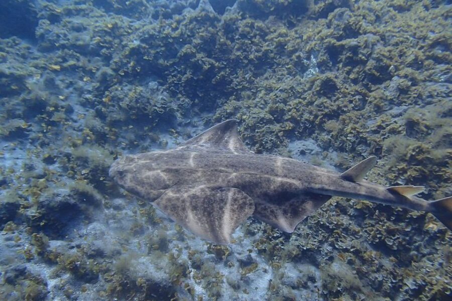 Gran Canaria:Live an Adventure and Learn to Dive with Expert - Playa de Amadores: why this sheltered bay works for first-timers