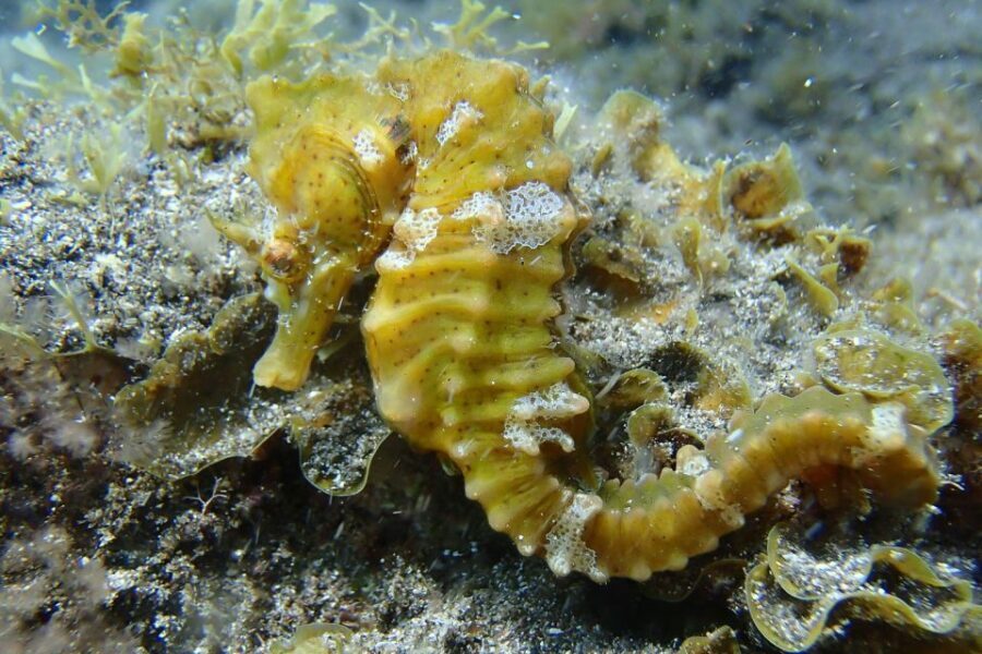 Gran Canaria:Live an Adventure and Learn to Dive with Expert - Up to 6 meters: what you might see under the surface