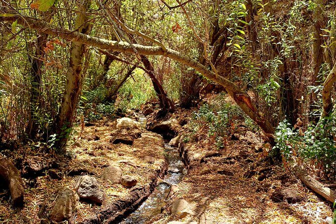 Hiking in Waterfalls & Rainforest with local guides: Sky Rebels - What the trail pace actually feels like (8–9 km, 300 m unevenness)