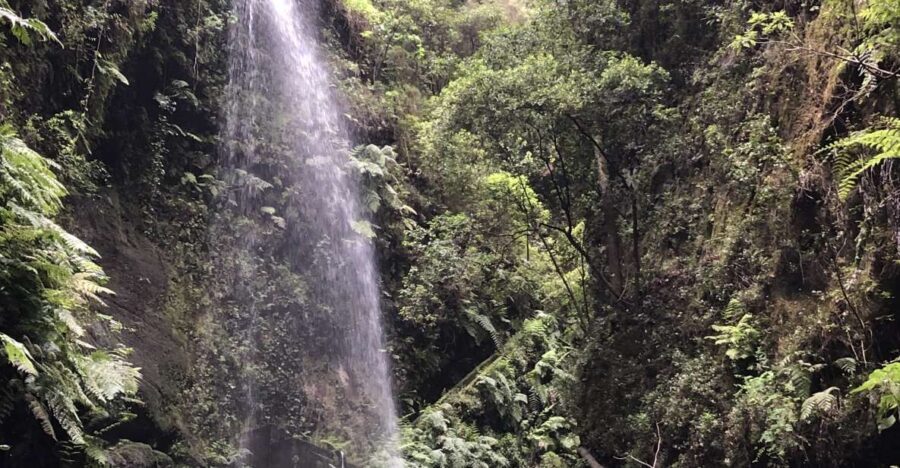 La Palma: North Island Bus Tour with Ron Aldea Distillery - What you’re really buying: views, one walk, one tasting