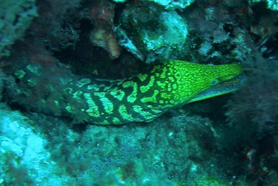 Las Canteras Scuba Diving - First-timer friendly scuba skills, taught with real structure