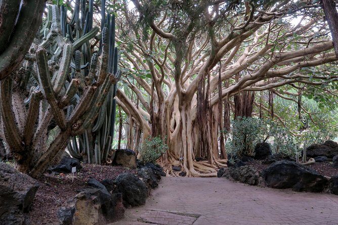 Las Palmas, Botanical Garden & Bandama Crater tour - Gran Canaria - Las Canteras and Las Arenas: Beach Break Without Overplanning