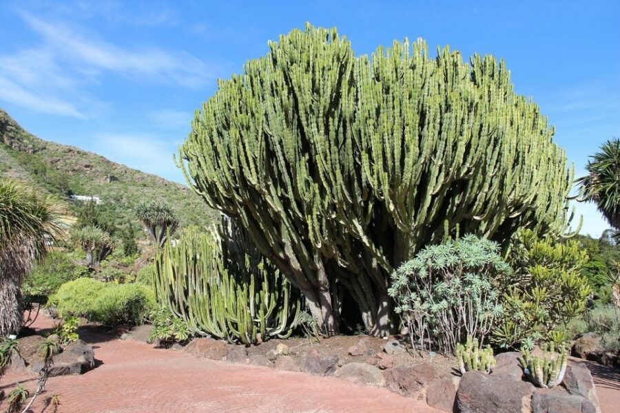 Las Palmas, Botanical Gardens and Bandama Volcano Tour - Las Canteras Beach and Alfredo Kraus area: where the day slows down