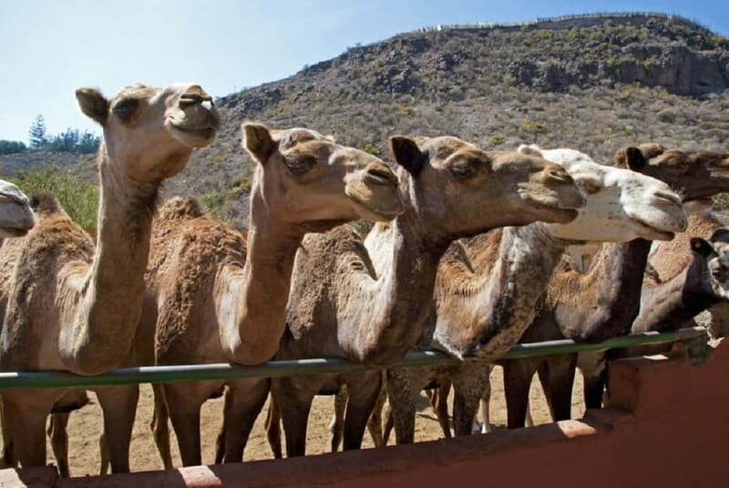 Maspalomas: 2-Seater E-Scooter Dunes Tour with Camel - Price and Value: Is $101 per Person Worth It?