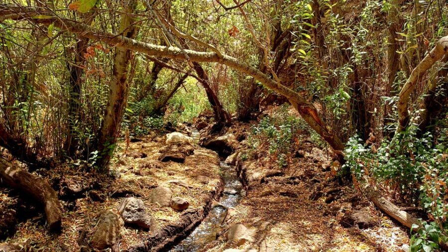 Maspalomas: Barranco de los Cernicalos Rainforest Hike - Who this hike suits best