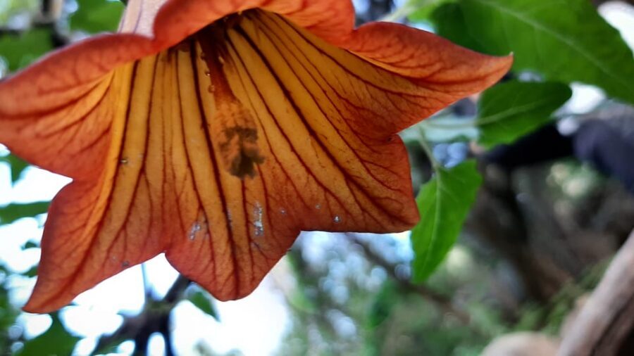 Maspalomas: Barranco de los Cernicalos Rainforest Hike - Food included on the trail: a smart value detail (and one catch)