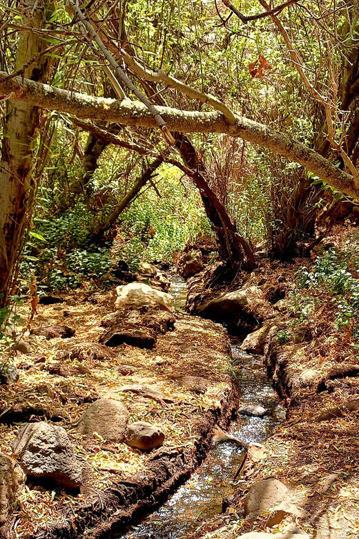 Maspalomas: Barranco de los Cernicalos Rainforest Hike - Price and value: what $93 buys you here