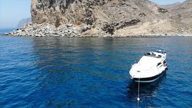 Mogan: Dolphin Watching Boat Trip with Swim Stop - Key things to know before you go