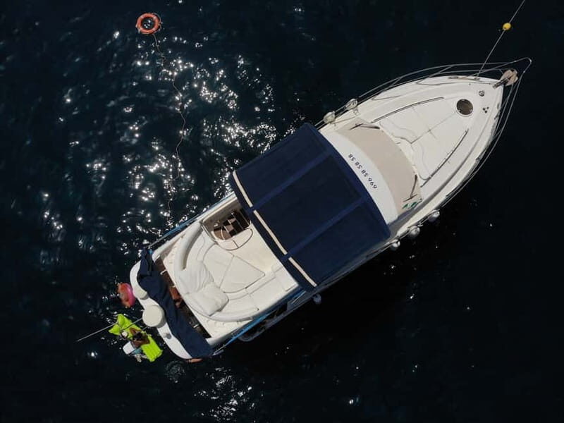 Mogan: Dolphin Watching Boat Trip with Swim Stop - Wildlife etiquette: how the trip keeps dolphins in their home