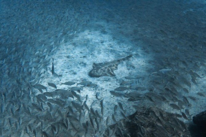 Open Water Diver Scuba Diving Course in Puerto de Mogan - Who this course is for (and who should pause first)