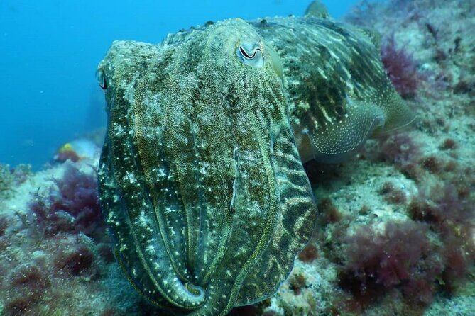 PADI Advanced Diving Course in Gran Canaria - Picking Your Three Elective Sessions: Boat, Wreck, or Night