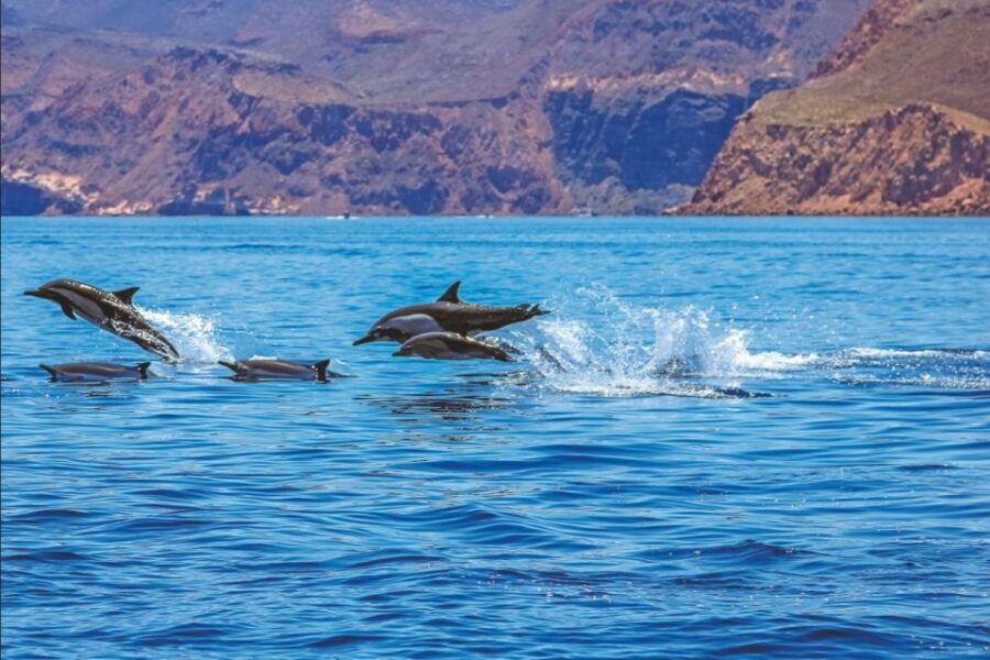 Puerto Rico de Gran Canaria: Premium Dolphin Catamaran Tour - Key Things You’ll Notice on This Dolphin Catamaran