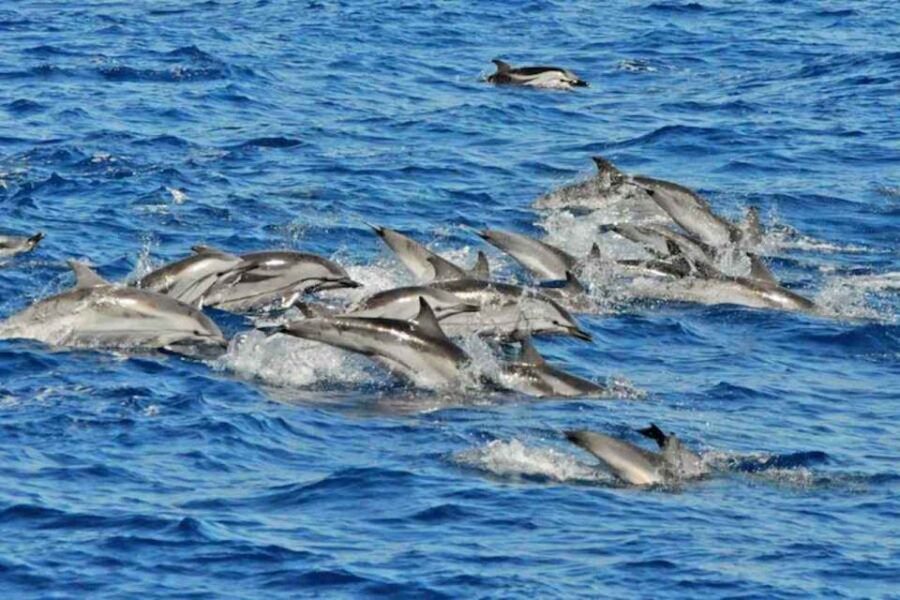 Puerto Rico de Gran Canaria: Premium Dolphin Catamaran Tour - Premium Catamaran Comfort on Gran Canaria’s South Coast