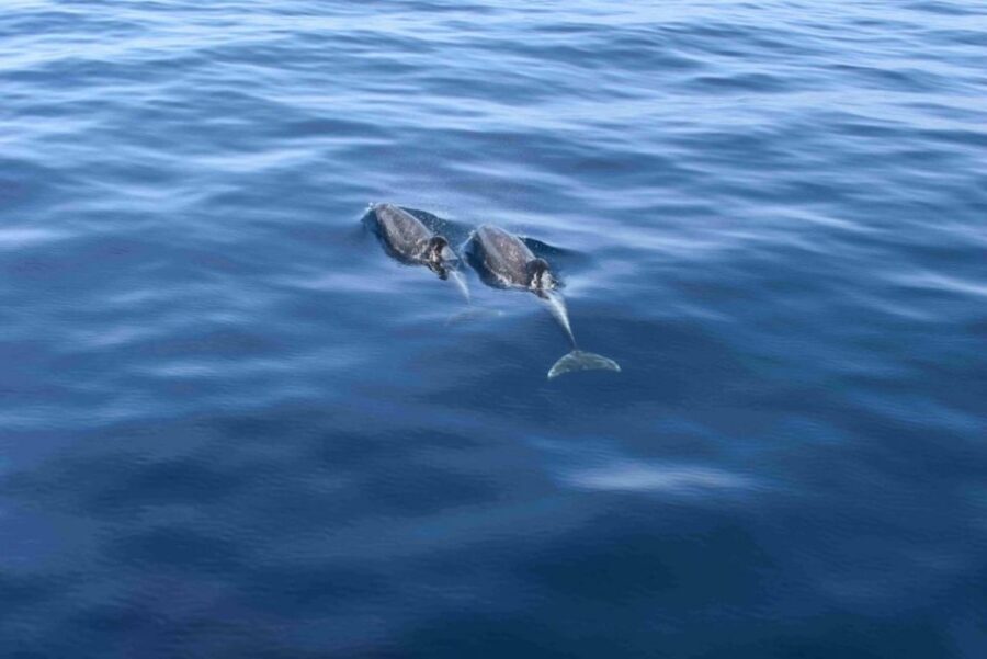 Puerto Rico de Gran Canaria: Premium Dolphin Catamaran Tour - Onboard Bar, Lunch, and the All-Day Feel Without the Chaos