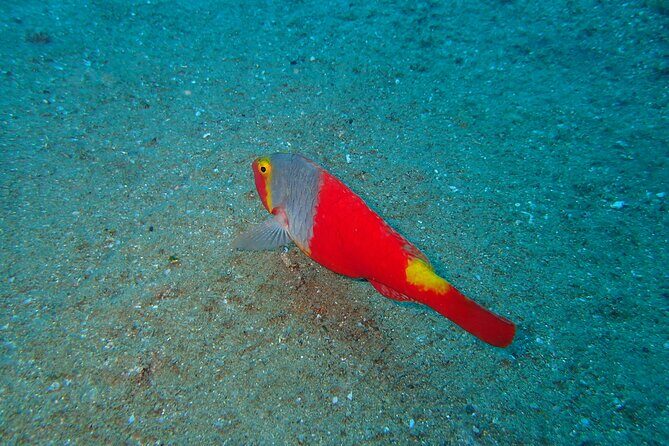 Scuba Diving Experience at Arguineguin and Puerto Rico - Key things that make this SCUBA session work