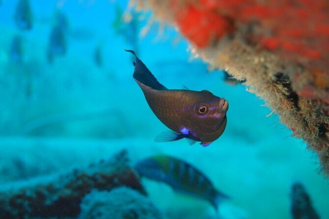 Scuba Diving Experience at Arguineguin and Puerto Rico - Underwater time: calm guidance for first-timers and experienced students
