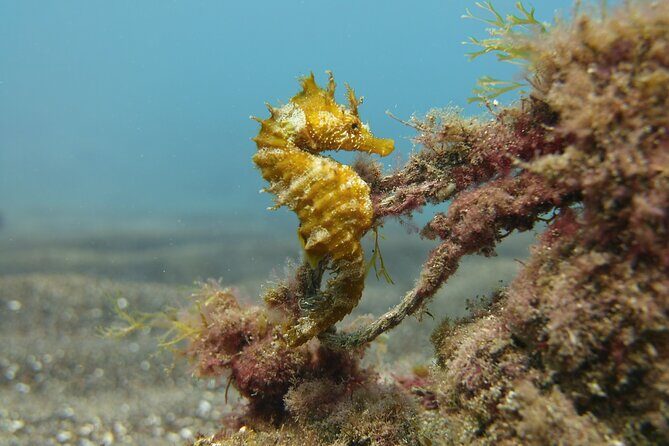 Scuba Diving Experience for Beginners in Gran Canaria - Small Groups of Four: Why That Matters More Than People Think