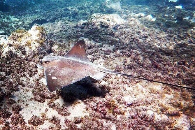 Snorkeling in Gran Canaria with Hotel Pick-up - What Happens Before You Enter the Water: Paperwork, Fitting, and First Tips
