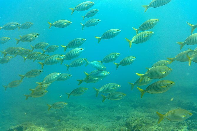 Snorkeling in Gran Canaria with Hotel Pick-up - The Snorkel Time: Gear, Route, and Wildlife Spotting