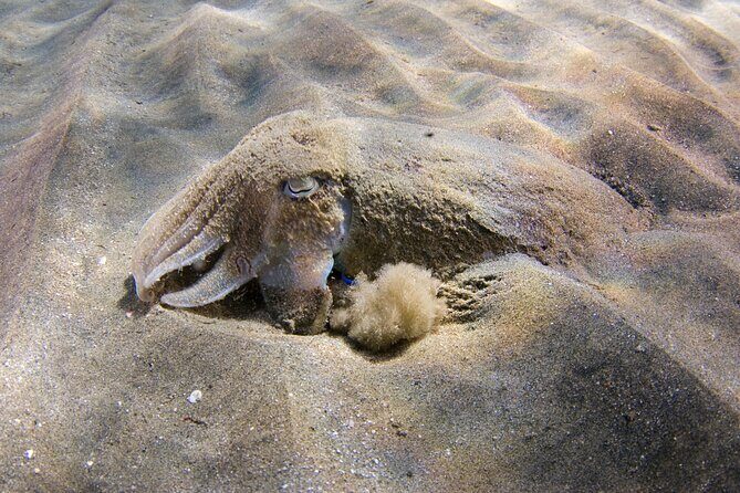 Snorkeling in Gran Canaria with Hotel Pick-up - Comfort Extras That Make It Feel Like a Real Trip