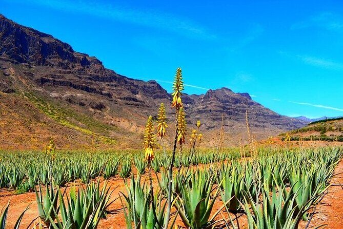 Tour to Arucas, Teror, Aloe Vera farm - Highlights - Key points at a glance
