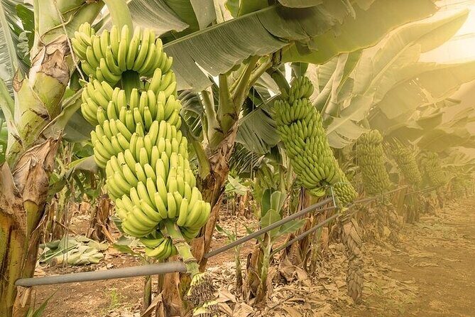 Tour to Mogán, La Aldea & Las Canteras - Big Island tour - Santa María de Guía and the banana plantation option